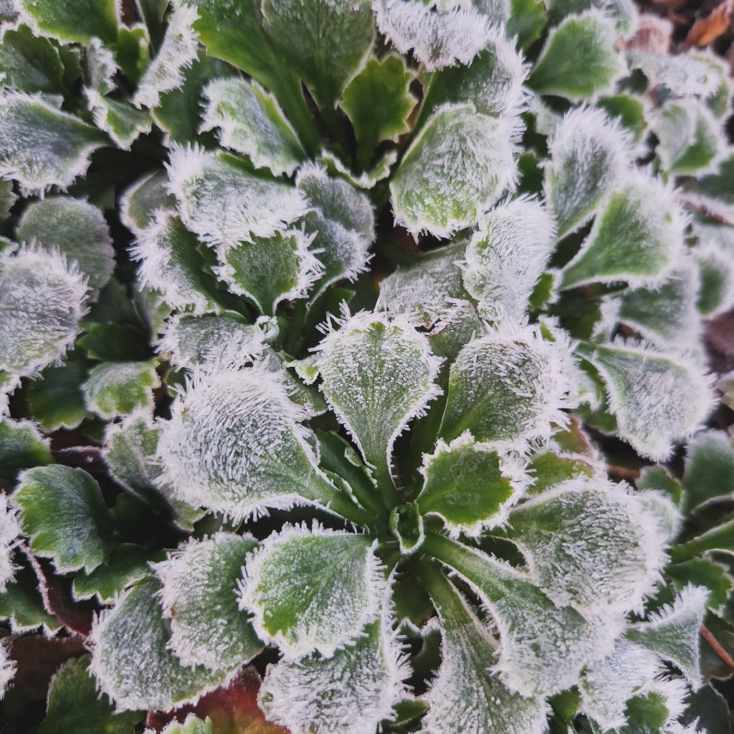 Frozen flora photograph copyright Leah Jaegermanis