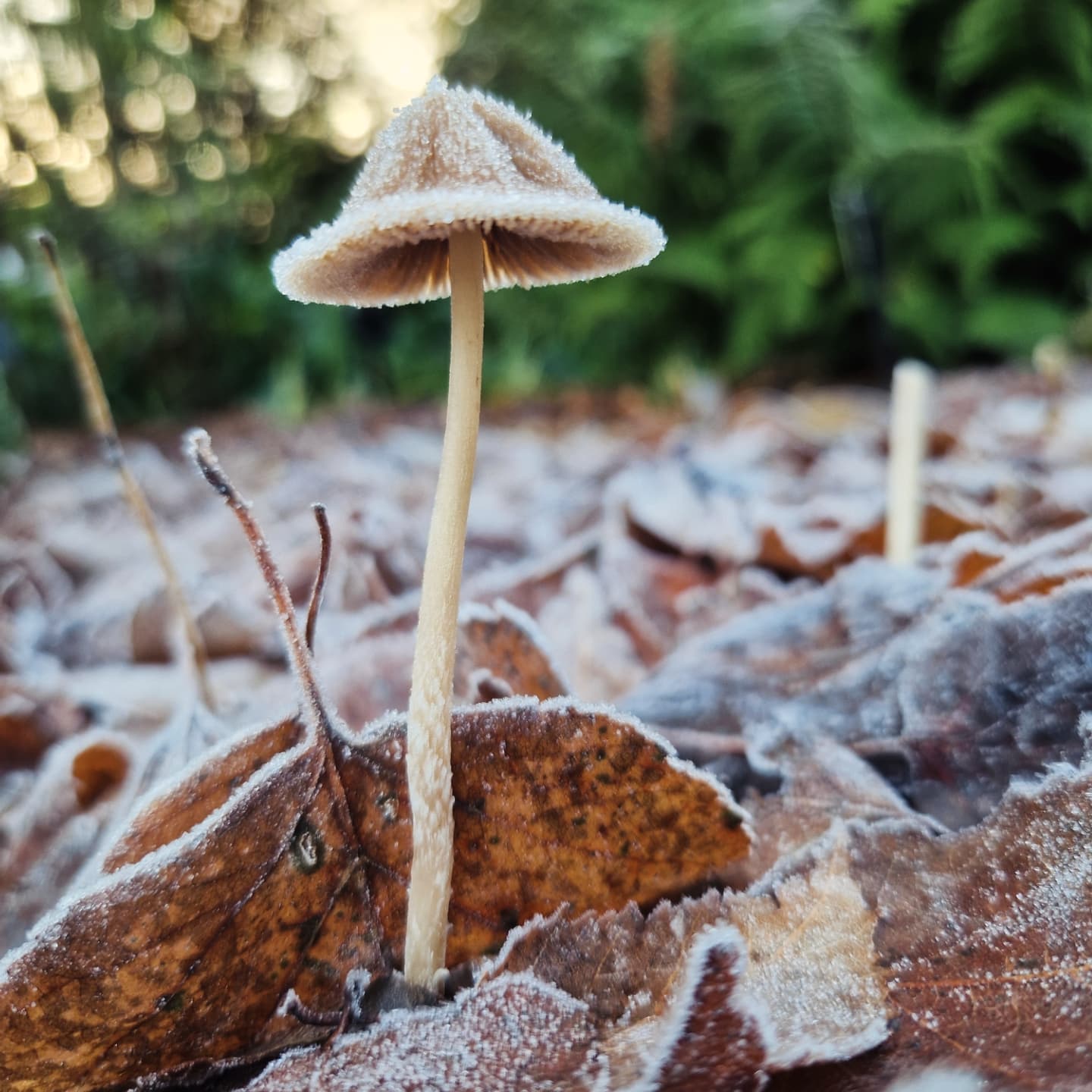 Frozen fungi. Photo copyright Leah Jaegermanis